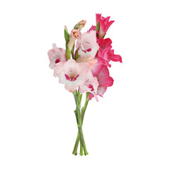 Pink gladiolus flower stem isolated on transparent background