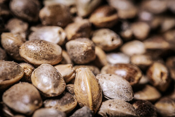 Marijuana seeds in a big pile. Hemp seeds