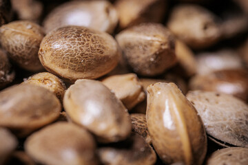 Marijuana seeds in a big pile. Hemp seeds