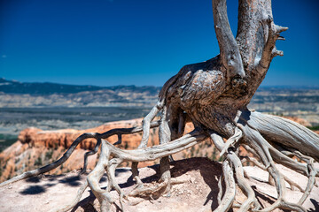 Bare tree trunk in Bryce Canyon National Park, Utah