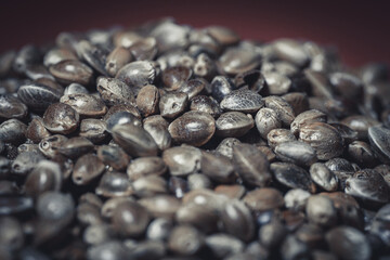 Marijuana seeds in a big pile. Hemp seeds