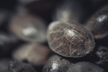 Marijuana seeds in a big pile. Hemp seeds