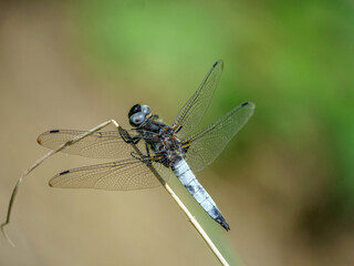 Spitzenfleck (Libellula fulva) , Männchen