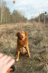 Ginger dog  on a walk to the park. Nova Scotia Duck Tolling Retriever catching a treat