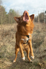 Ginger dog  on a walk to the park. Excited Nova Scotia Duck Tolling Retriever jumping to catch a treat