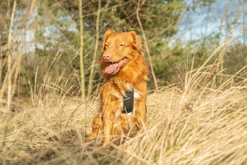 Ginger dog on a walk to the park. Nova Scotia Duck Tolling Retriever resting, tired from a walk