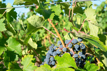 Large bunches of red wine grapes in vineyard.