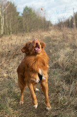 Ginger dog  on a walk to the park. Nova Scotia Duck Tolling Retriever jumping to catch a treat