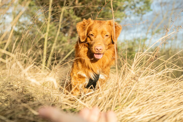Ginger dog  on a walk to the park. Nova Scotia Duck Tolling Retriever sitting in tall dry grass