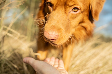 Ginger dog  on a walk to the park. Nova Scotia Duck Tolling Retriever approaching owner's hand