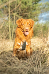 Ginger dog  on a walk to the park. Nova Scotia Duck Tolling Retriever sitting in tall grass