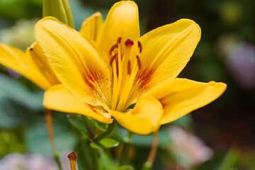 A beautiful yellow lily in a close-up.