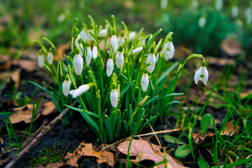 Spring snowdrops in the forest