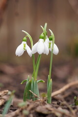 Background with harbingers of spring; snowdrop or common snowdrop; Galanthus nivalis