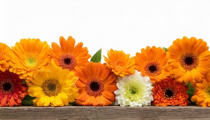 selection of various orange flowers at bottom row isolated