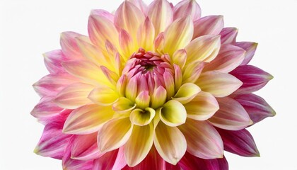 pink and yellow dahlia flower isolated on a white background