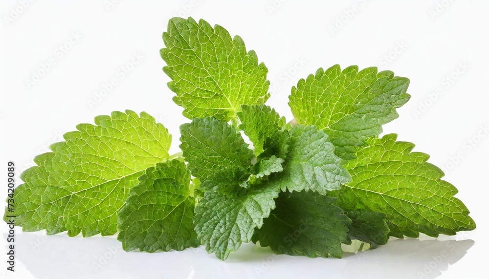 Canvas Prints bunch of lemon balm isolated on white background