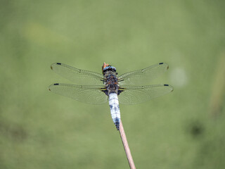 Spitzenfleck (Libellula fulva) , Männchen