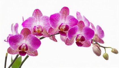 pink dendrobium orchid isolated on white background