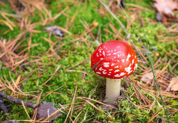 A colorful little fly agaric climbing out of the moss