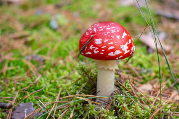 A colorful big fly agaric climbing out of the moss