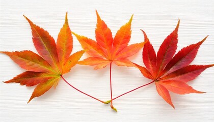 autumn japanese maple lea isolated on white background flat lay top view - obrazy, fototapety, plakaty