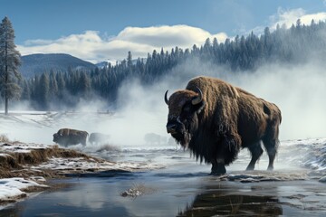 Geyderes in Yellowstone, solitary buffalo., generative IA
