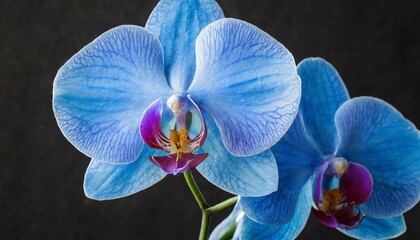 blue flower orchid