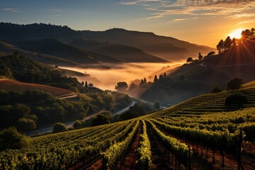 Magic dawn on hill vineyards., generative IA
