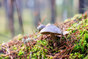 A gray toadstool in close-up against a background of green moss.