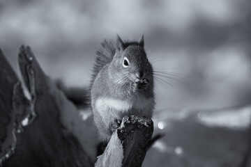 A B&W photo of a squirrel in the snow sitting on an old stump eating. Cute grey squirrel hands to...