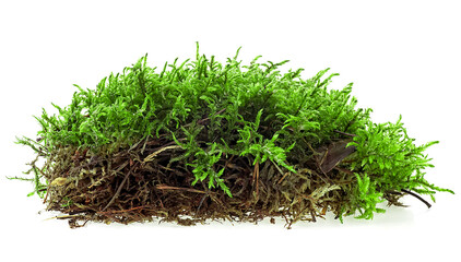 Piece of green forest moss isolated on a white background. Green wet moss.
