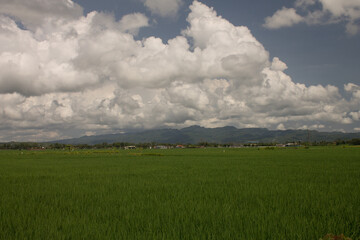Obraz premium field and cloudy sky