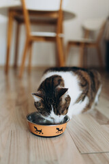 Beautiful feline cat eating on a metal dog bowl. Cute domestic animal. House comfort concept,...