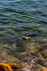 Gaviota en Islas Cíes, Galicia.