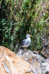 Gaviota en Islas Cíes, Galicia.