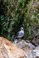 Gaviota en Islas Cíes, Galicia.