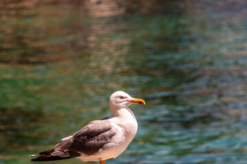 Gaviota en Islas Cíes, Galicia.