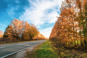 An empty road with larch trees yellowed 