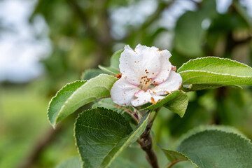 An apple tree blooms in the garden in autumn