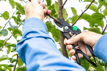 Pruning young apple trees in autumn