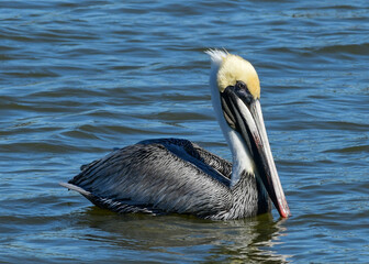 Brown Pelican at Fort Anahuac, Texas