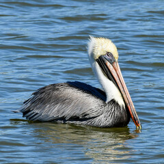 Brown Pelican at Fort Anahuac, Texas