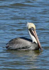 Brown Pelican at Fort Anahuac, Texas