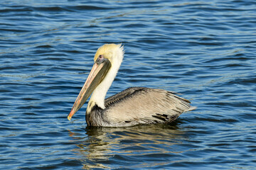 Brown Pelican at Fort Anahuac, Texas