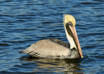 Brown Pelican at Fort Anahuac, Texas