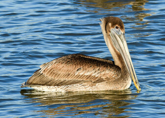 Pelican at Fort Anahuac, Texas