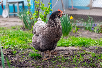 Gray grouse chicken in the garden