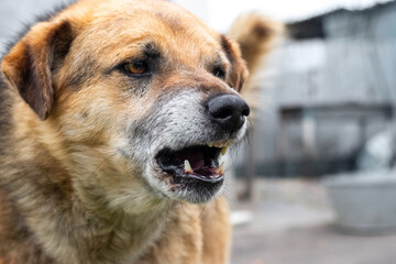 Aggressive dog barks, baring teeth. Dangerous Angry Dog