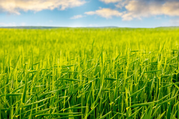 Green field with young wheat